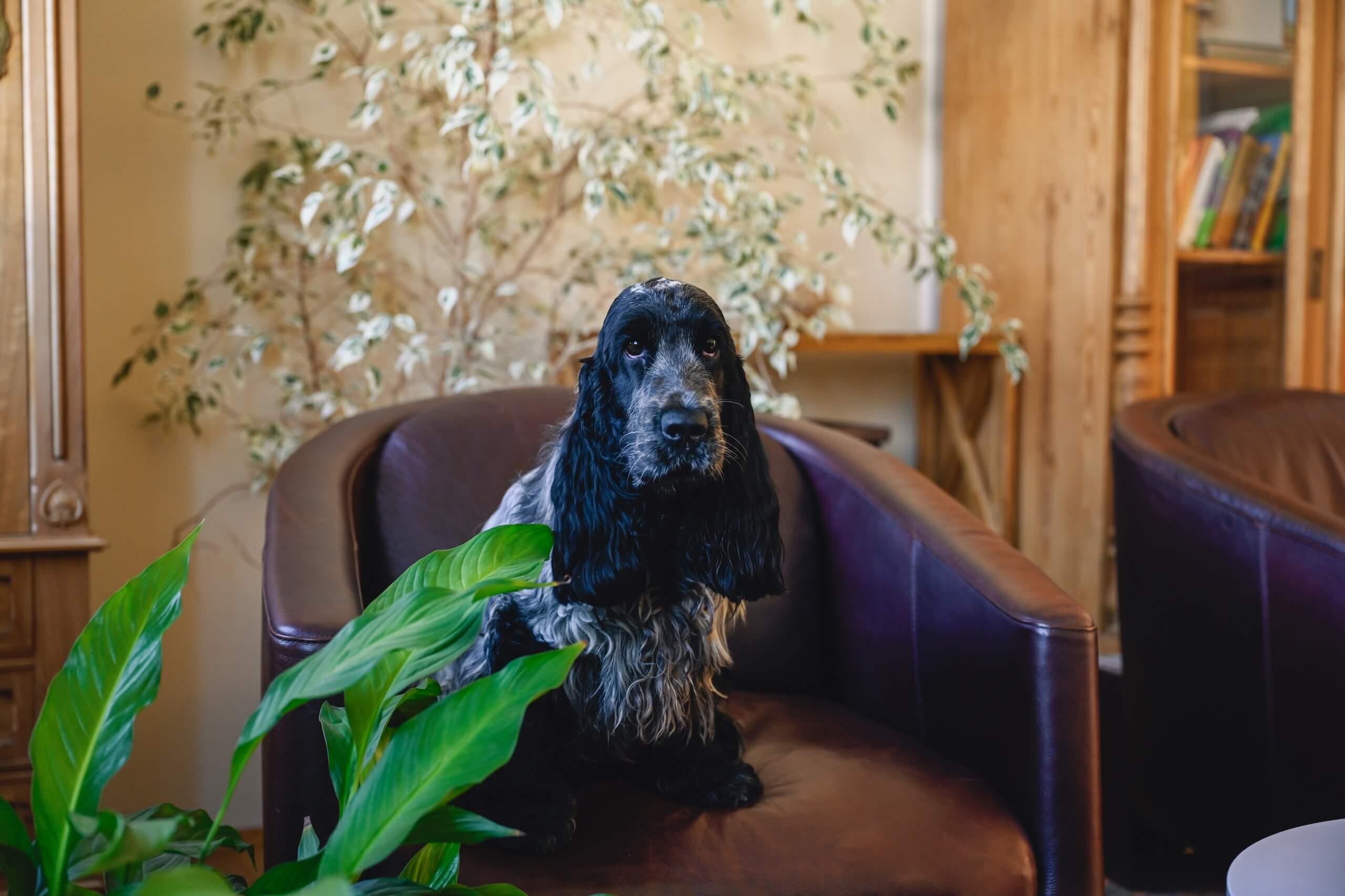 Therapiehund Emma auf einem braunen Sessel